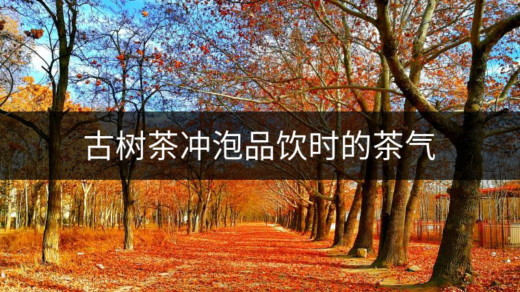 古樹茶沖泡品飲時(shí)的茶氣