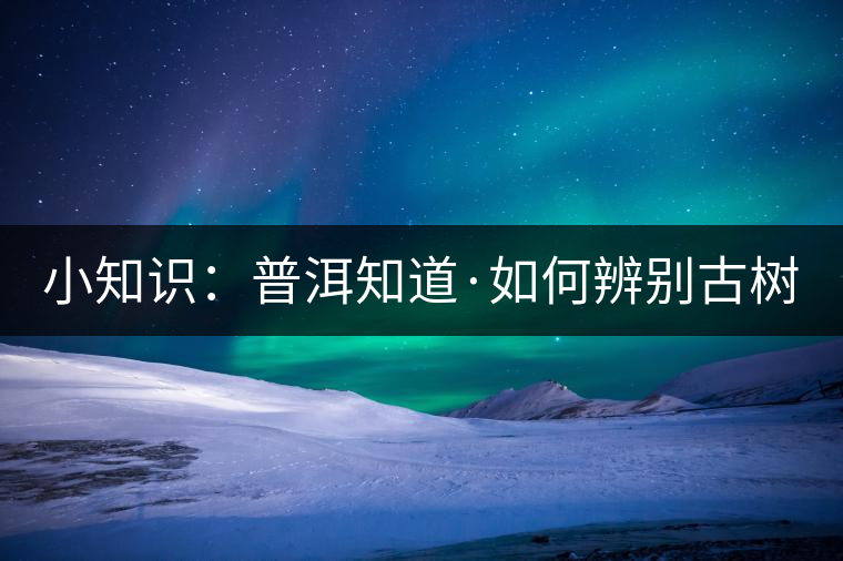 小知識(shí)：普洱知道·如何辨別古樹茶？