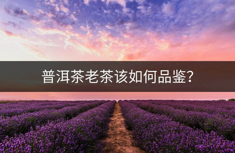 普洱茶老茶該如何品鑒？