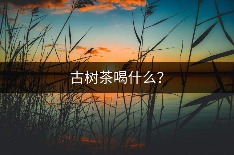 古樹茶喝什么？