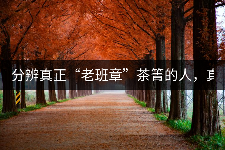 分辨真正“老班章”茶箐的人，真的不多！