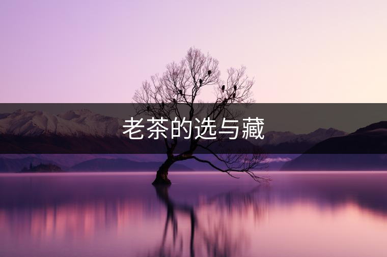 老茶的選與藏 老茶的選與藏