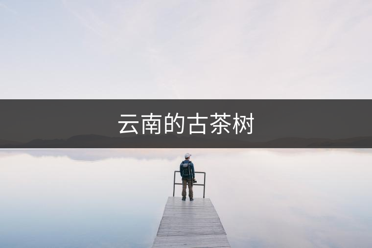 云南的古茶樹 云南的古茶樹