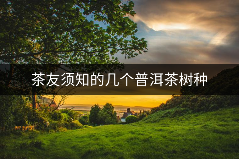 茶友須知的幾個(gè)普洱茶樹種 茶友須知的幾個(gè)普洱茶樹種