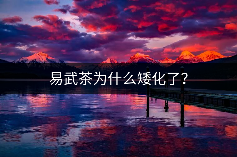 易武茶為什么矮化了？