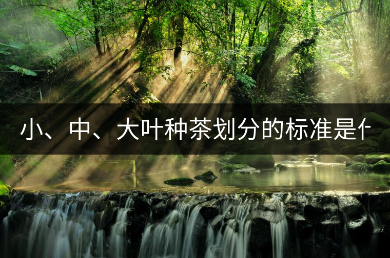 小、中、大葉種茶劃分的標(biāo)準(zhǔn)是什么？