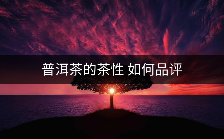普洱茶的茶性 如何品評 普洱茶的茶性 如何品評