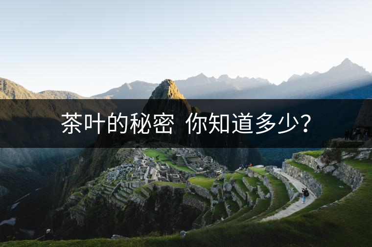 茶葉的秘密  你知道多少？