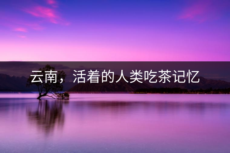 云南，活著的人類吃茶記憶