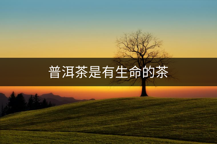 普洱茶是有生命的茶 普洱茶是有生命的茶
