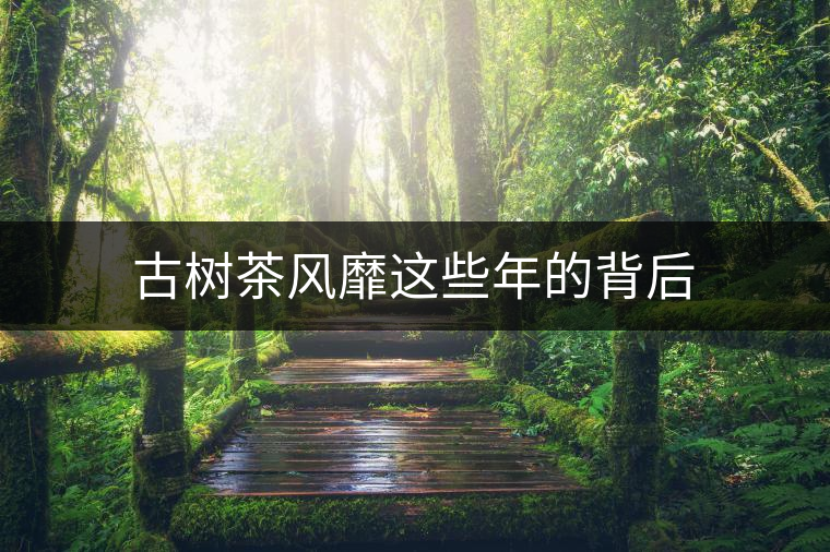 古樹茶風(fēng)靡這些年的背后 古樹茶風(fēng)靡這些年的背后