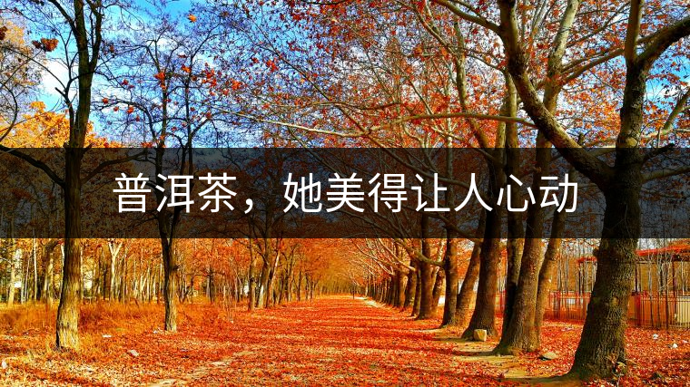 普洱茶，她美得讓人心動