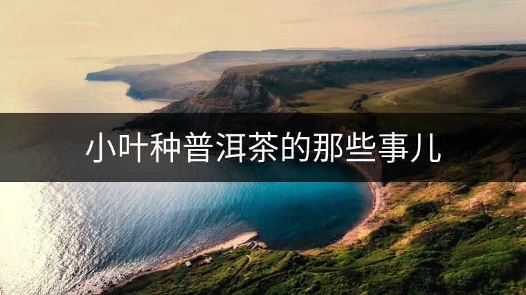 小葉種普洱茶的那些事兒