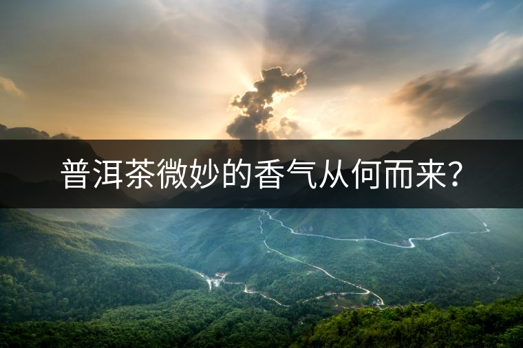 普洱茶微妙的香氣從何而來？