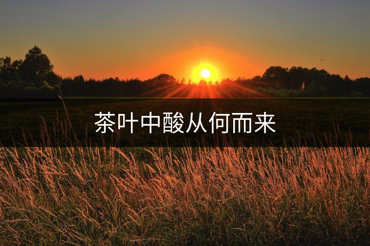 茶葉中酸從何而來