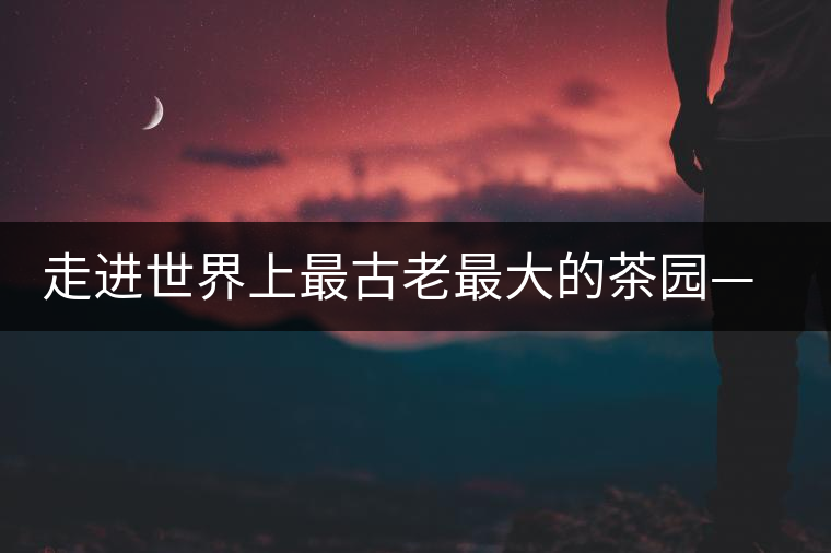 走進世界上最古老最大的茶園——景邁芒景 走進世界上最古老最大的茶園——景邁芒景