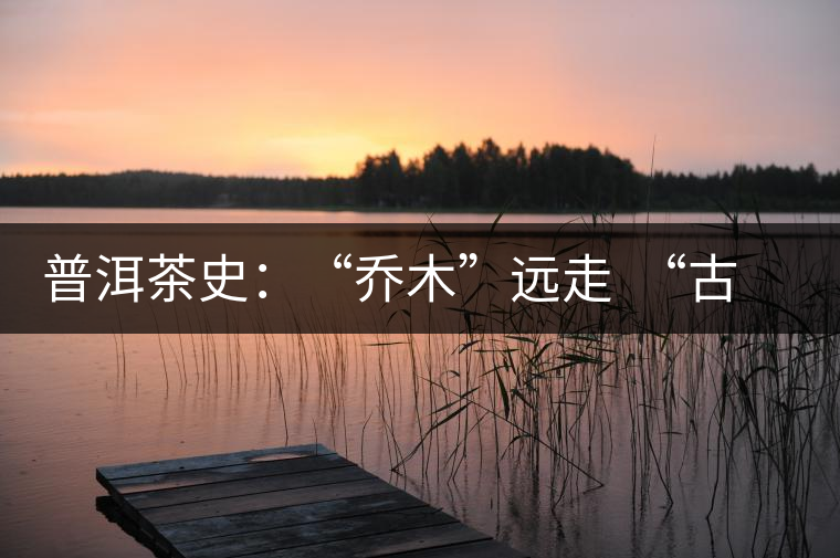 普洱茶史：“喬木”遠(yuǎn)走  “古樹”時代的到來