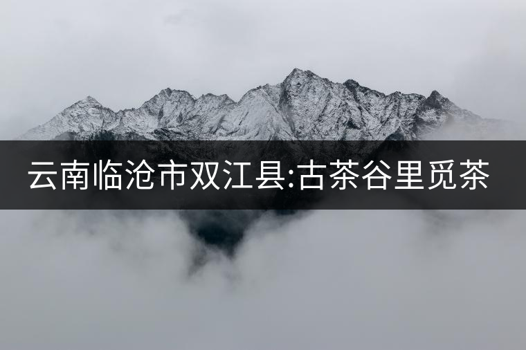 云南臨滄市雙江縣:古茶谷里覓茶蹤 云南臨滄市雙江縣:古茶谷里覓茶蹤