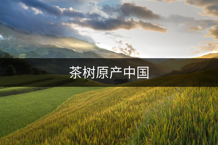 茶樹(shù)原產(chǎn)中國(guó)