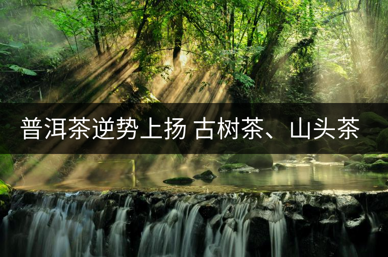 普洱茶逆勢(shì)上揚(yáng) 古樹茶、山頭茶遭“熱捧”