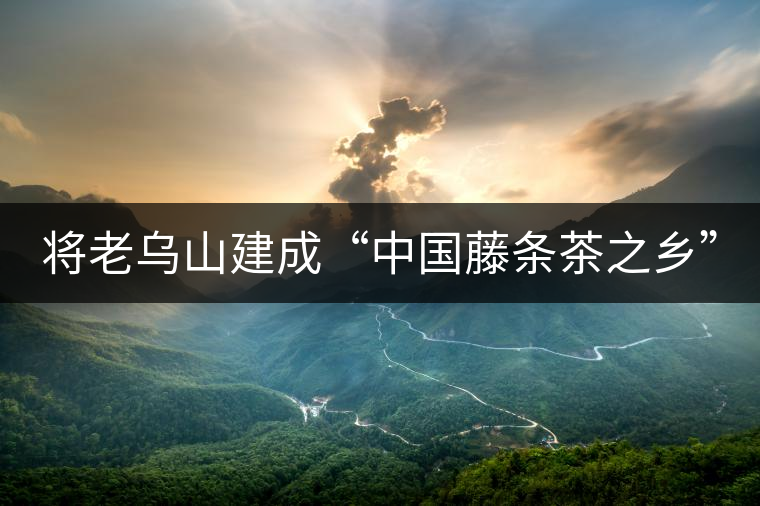 將老烏山建成“中國藤條茶之鄉(xiāng)”