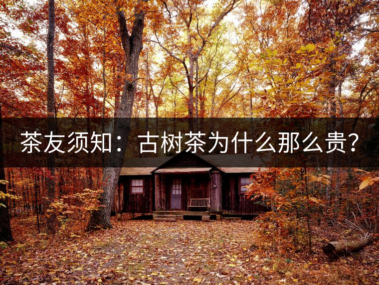 茶友須知：古樹茶為什么那么貴？
