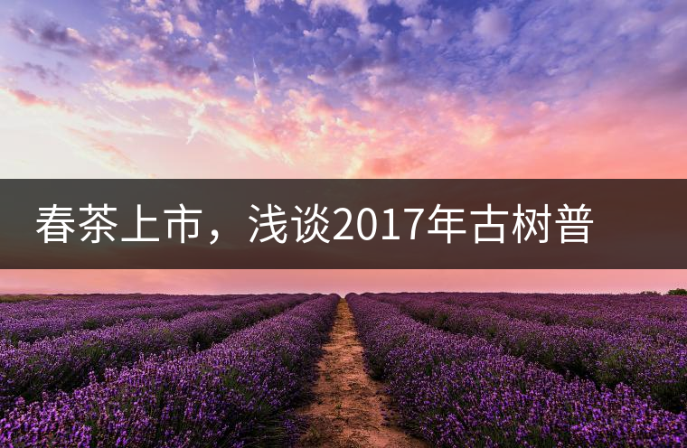 春茶上市，淺談2017年古樹普洱茶的市場(chǎng)增值潛力