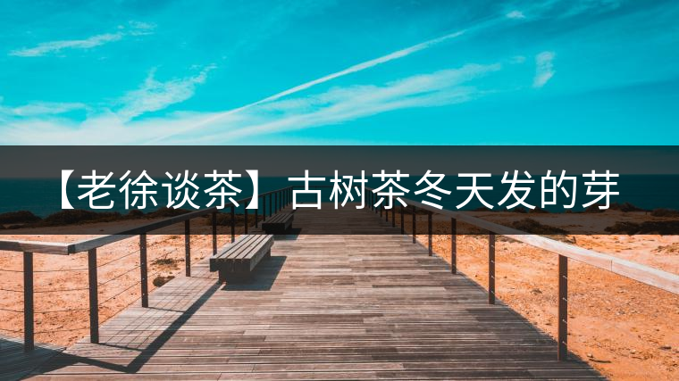【老徐談茶】古樹茶冬天發(fā)的芽稱為冬茶？滋味如何呢？