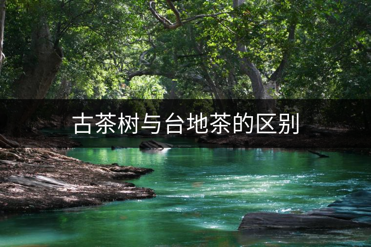 古茶樹(shù)與臺(tái)地茶的區(qū)別