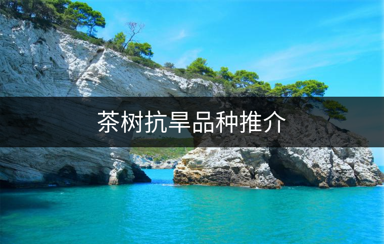 茶樹抗旱品種推介