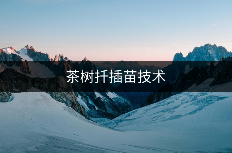 茶樹扦插苗技術(shù)