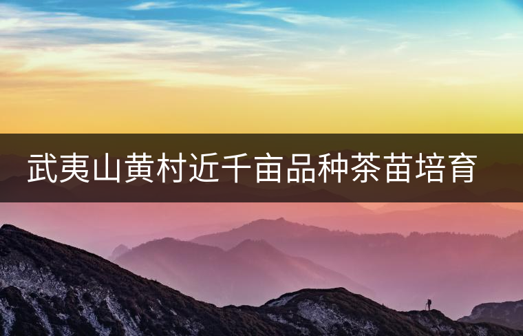 武夷山黃村近千畝品種茶苗培育基地銷售不理想 武夷山黃村近千畝品種茶苗培育基地銷售不理想