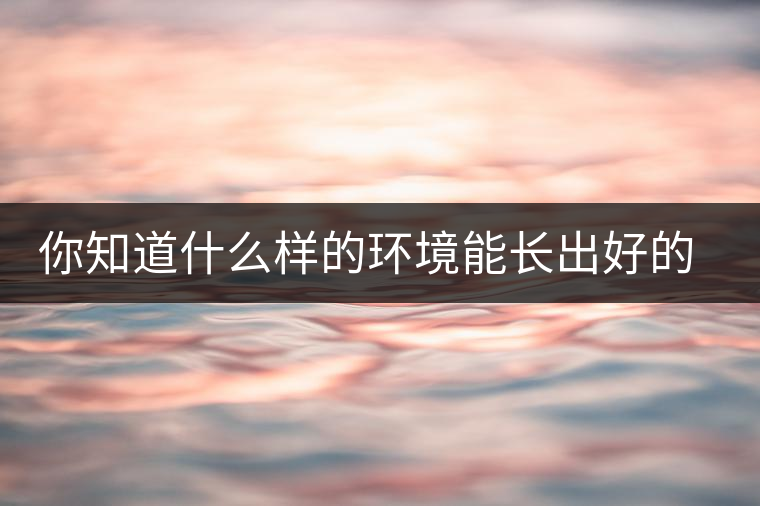 你知道什么樣的環(huán)境能長(zhǎng)出好的古樹(shù)普洱茶嗎？