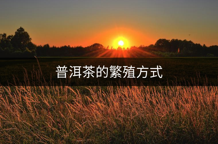 普洱茶的繁殖方式 普洱茶的繁殖方式