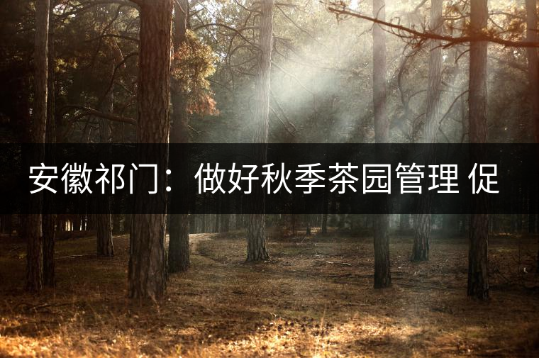 安徽祁門(mén):做好秋季茶園管理 促升來(lái)年茶葉品質(zhì) 安徽祁門(mén):做好秋季茶園管理 促升來(lái)年茶葉品質(zhì)