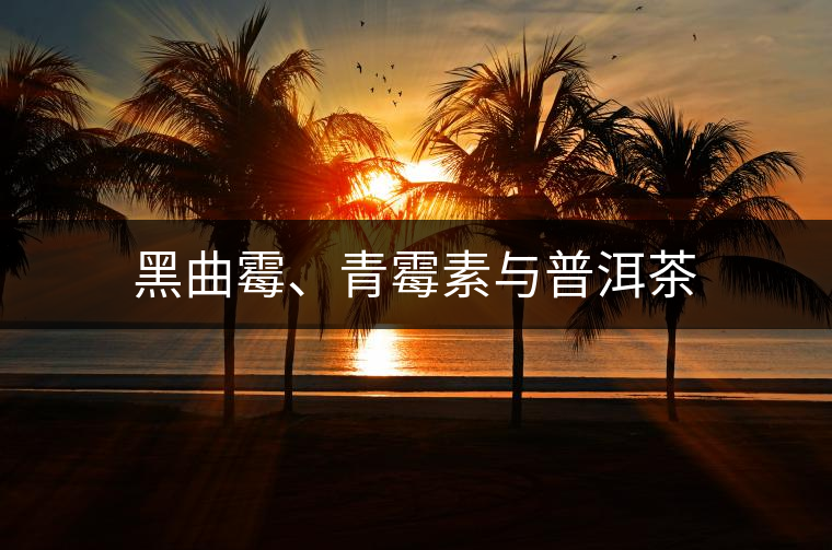 黑曲霉、青霉素與普洱茶