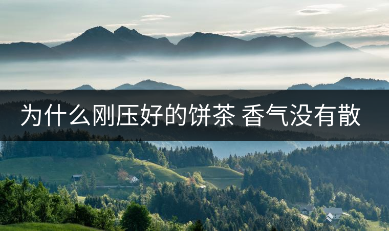 為什么剛壓好的餅茶 香氣沒有散茶好？
