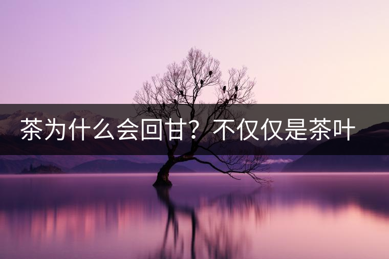 茶為什么會回甘？不僅僅是茶葉中含糖那么簡單