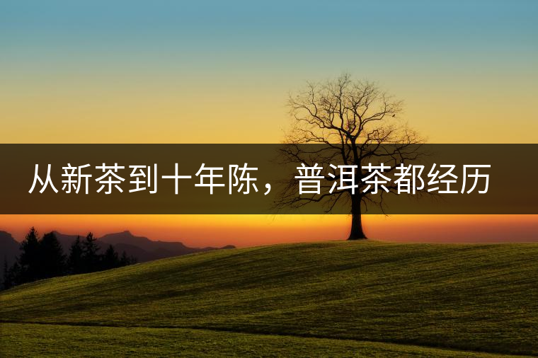 從新茶到十年陳，普洱茶都經歷了什么？