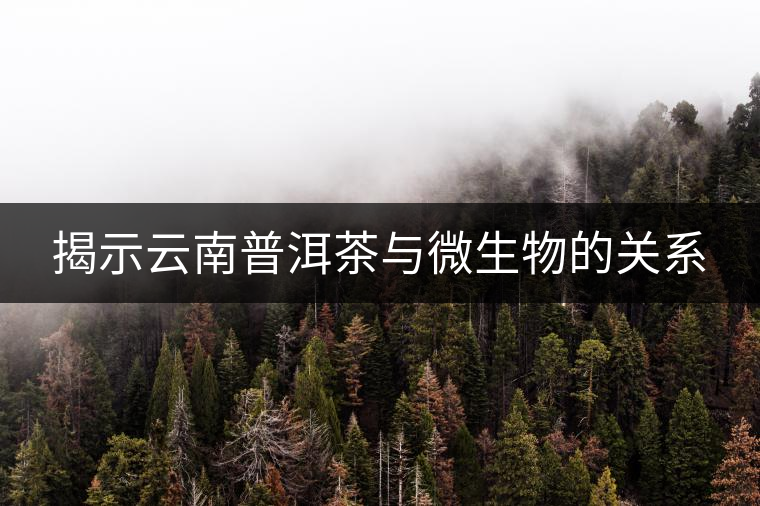 揭示云南普洱茶與微生物的關(guān)系 揭示云南普洱茶與微生物的關(guān)系