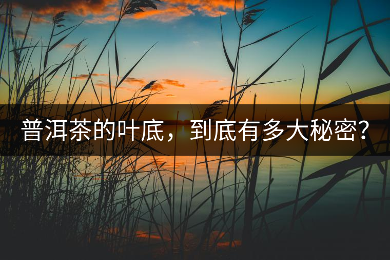 普洱茶的葉底,到底有多大秘密? 普洱茶的葉底,到底有多大秘密?