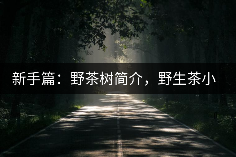 新手篇：野茶樹簡介，野生茶小知識