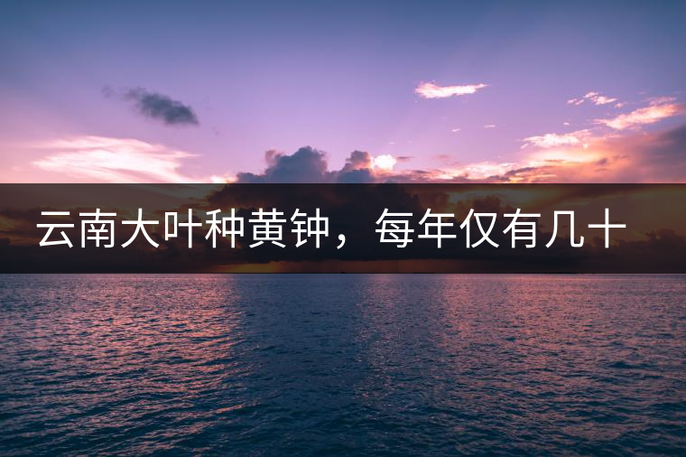 云南大葉種黃鐘，每年僅有幾十公斤的產(chǎn)量，堪稱茶界的“大熊貓”