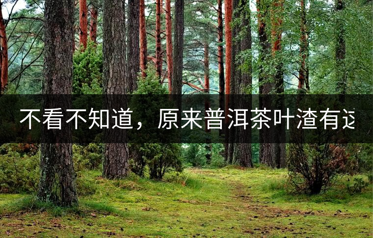 不看不知道，原來普洱茶葉渣有這么多作用！