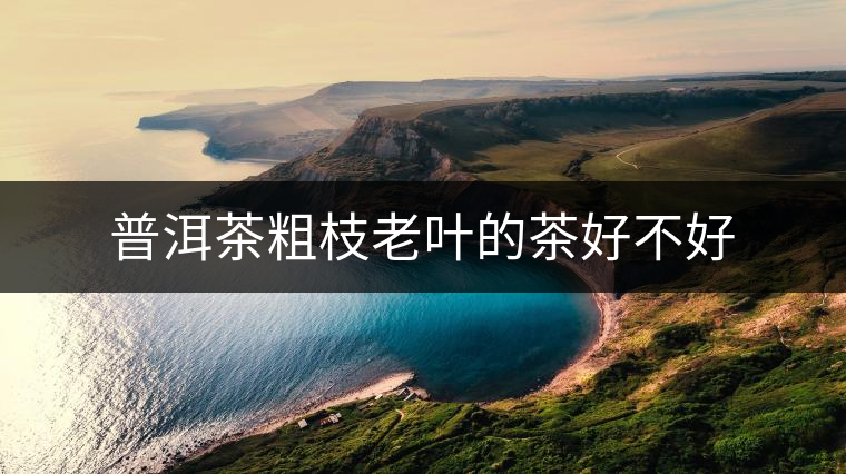 普洱茶粗枝老葉的茶好不好