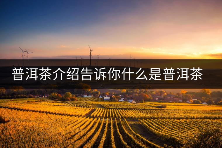 普洱茶介紹告訴你什么是普洱茶熟茶和臺地茶 普洱茶介紹告訴你什么是普洱茶熟茶和臺地茶