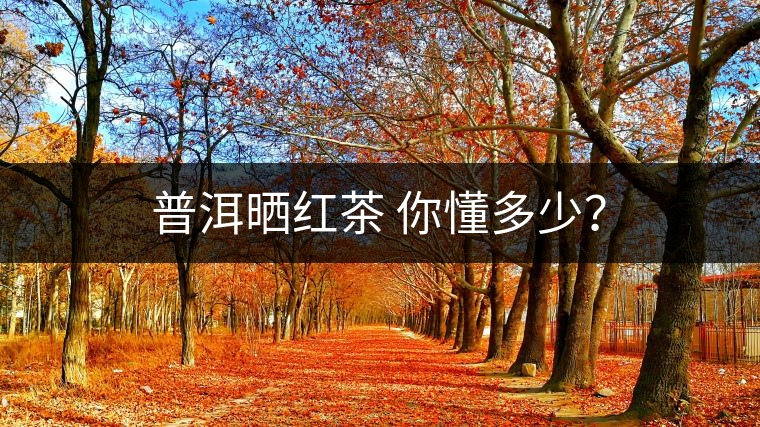 普洱曬紅茶 你懂多少？