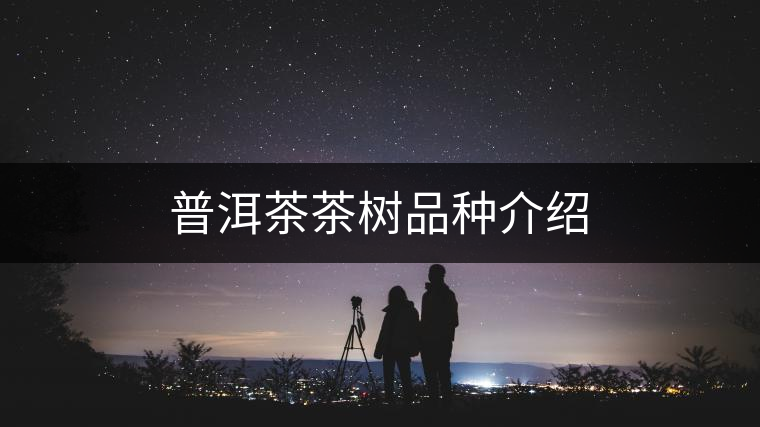 普洱茶茶樹品種介紹 普洱茶茶樹品種介紹