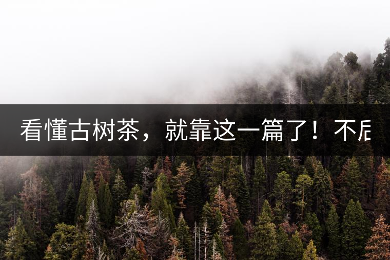 看懂古樹茶，就靠這一篇了！不后悔!