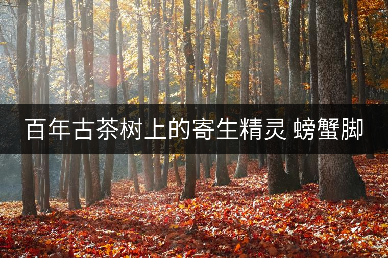 百年古茶樹上的寄生精靈 螃蟹腳 百年古茶樹上的寄生精靈 螃蟹腳
